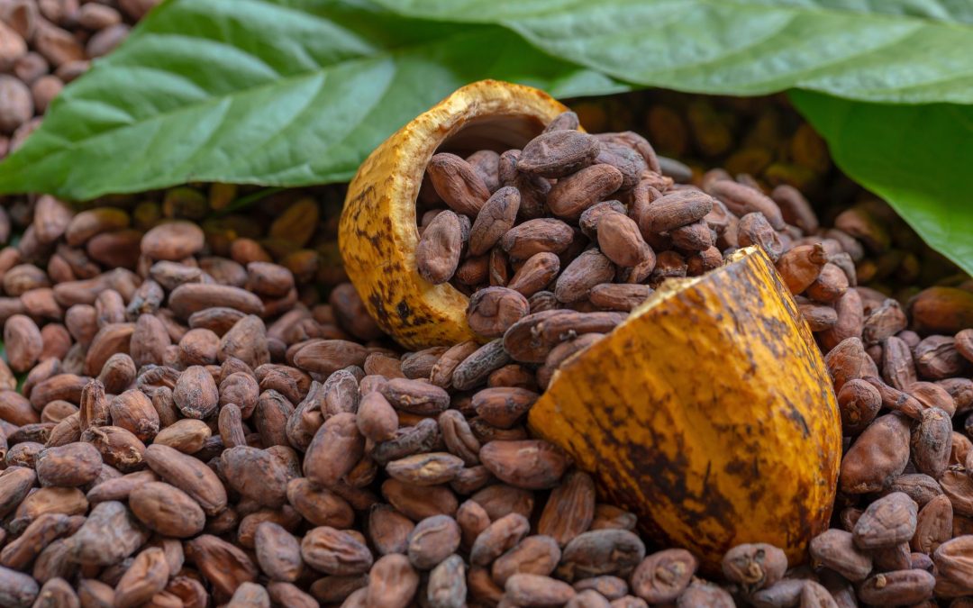 La historia del Cacao