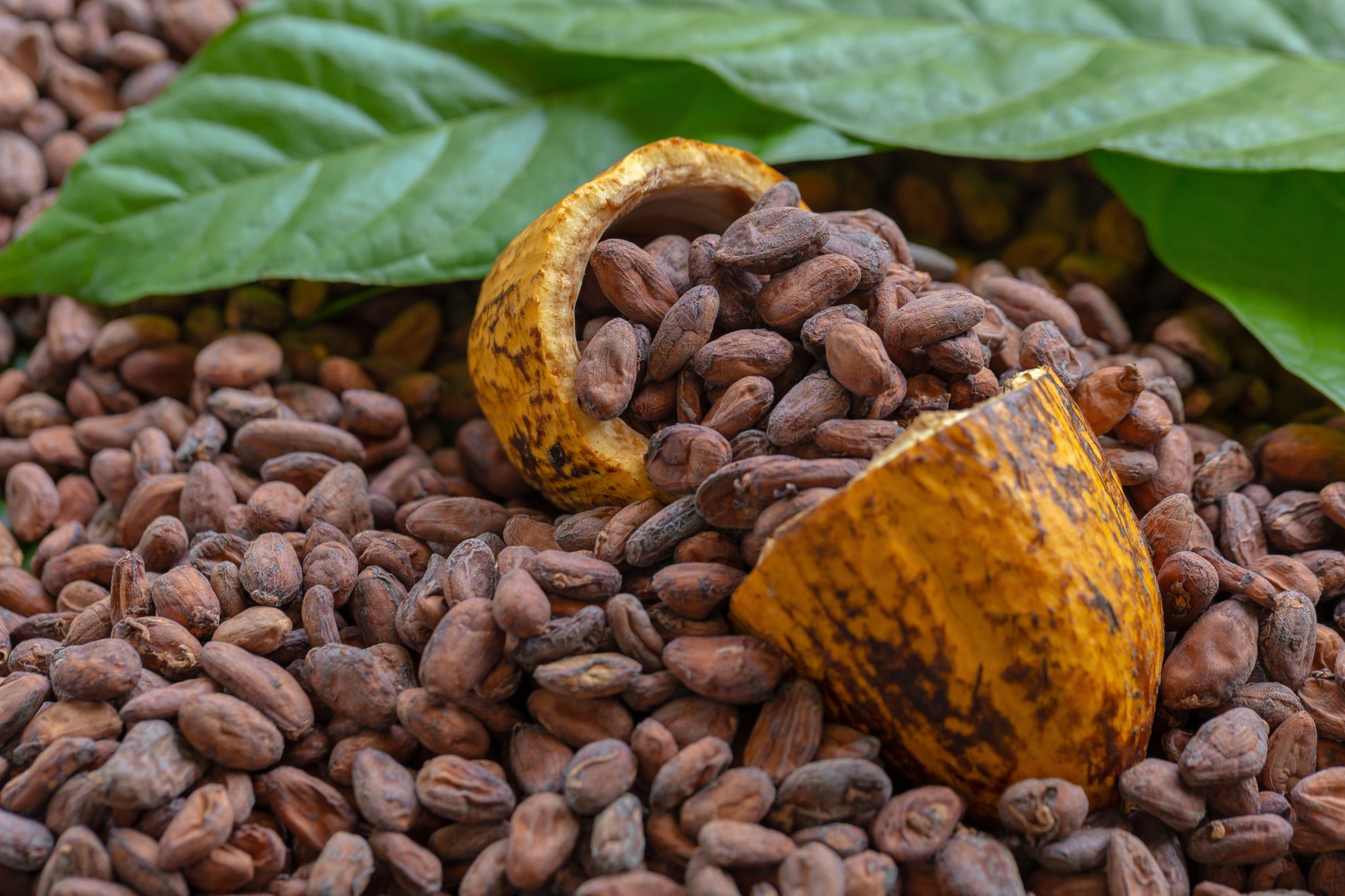 Historia del Cacao